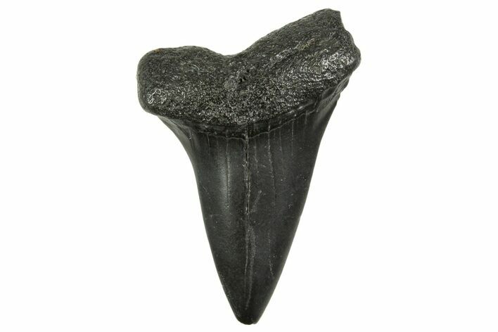 Fossil Broad-Toothed Mako Tooth - South Carolina #368628